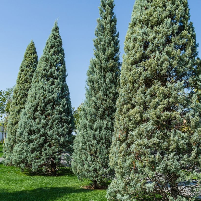 Cyprès de l'Arizona Fastigiata - Cupressus arizonica (Port)