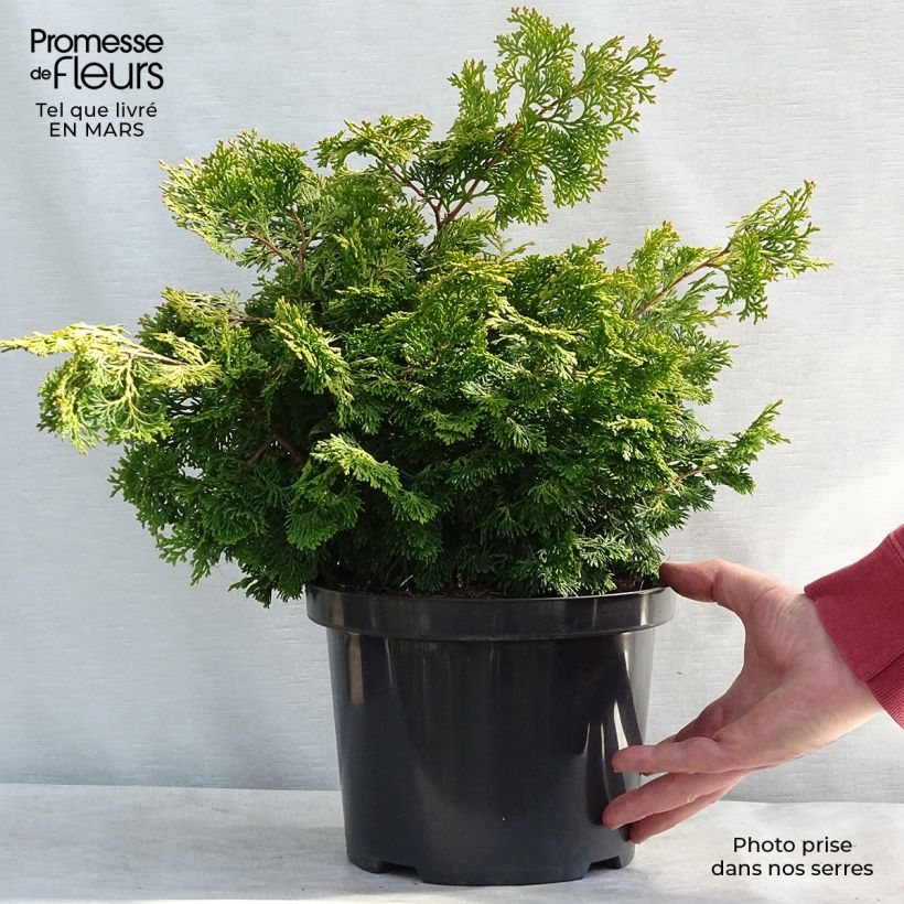 Spécimen de Chamaecyparis obtusa Rashahiba - Faux cyprès hinoki du Japon  Pot de 4L/5LHauteur livrée env. 30+/-cm tel que livré au printemps
