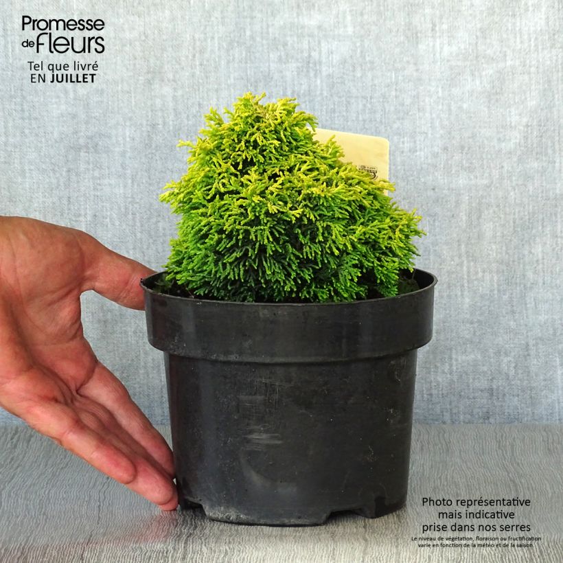 Spécimen de Chamaecyparis obtusa Butterball - Cyprès hinoki du Japon Pot de 2L/3L tel que livré en été