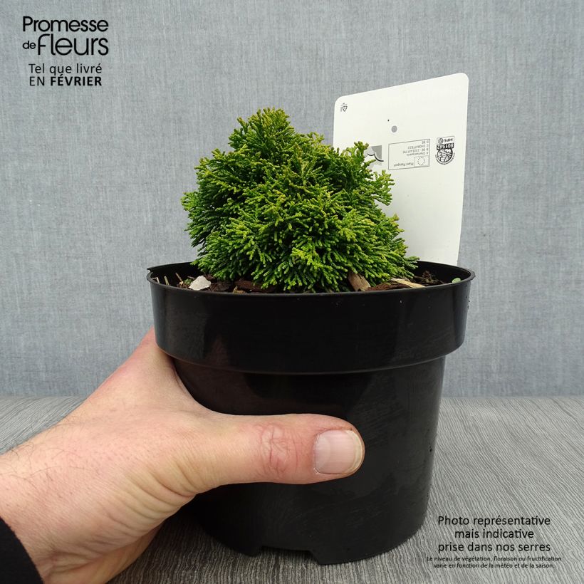 Spécimen de Chamaecyparis obtusa Butterball - Cyprès hinoki du Japon tel que livré en hiver