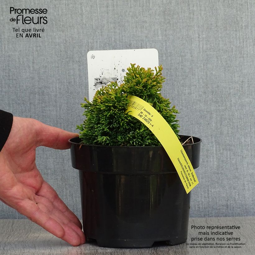 Spécimen de Chamaecyparis obtusa Butterball - Cyprès hinoki du Japon Pot de 2L/3LHauteur livrée env. 15/25cm tel que livré au printemps