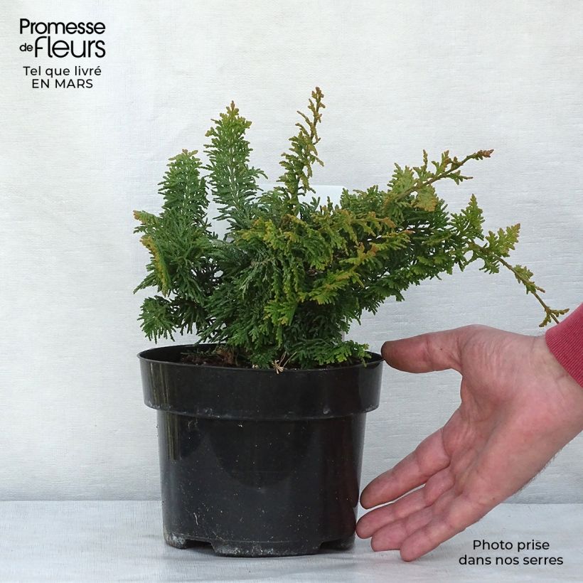 Spécimen de Cyprès hinoki du Japon - Chamaecyparis obtusa Fernspray Gold en pot de 2L/3L tel que livré au printemps