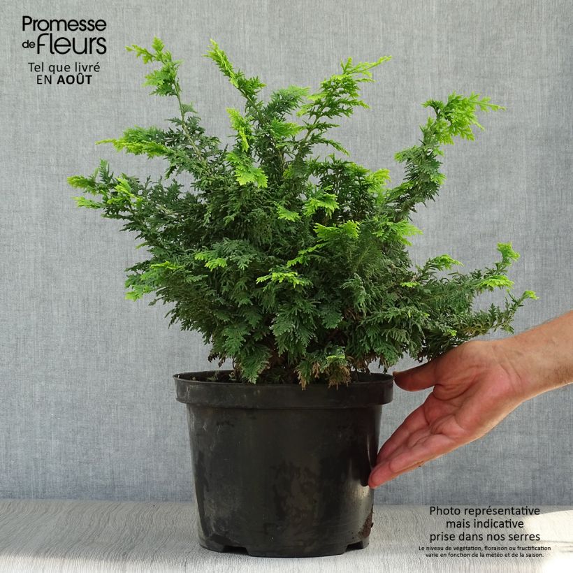 Spécimen de Cyprès hinoki du Japon - Chamaecyparis obtusa Fernspray Gold Pot de 4L/5L tel que livré en été