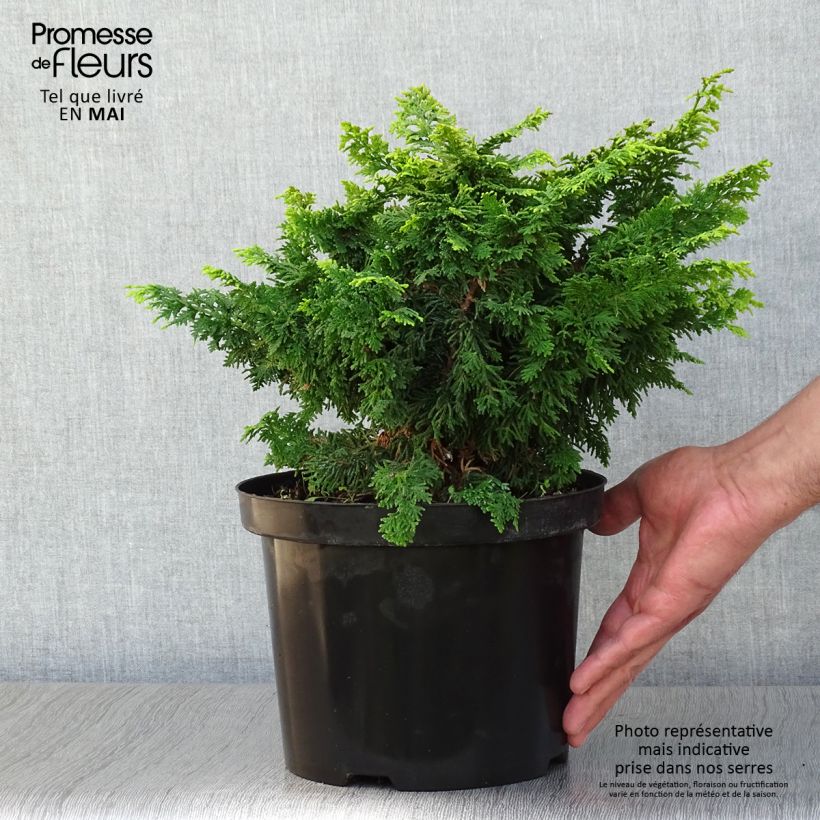Spécimen de Cyprès hinoki du Japon - Chamaecyparis obtusa Fernspray Gold en pot de 4L/5L tel que livré au printemps
