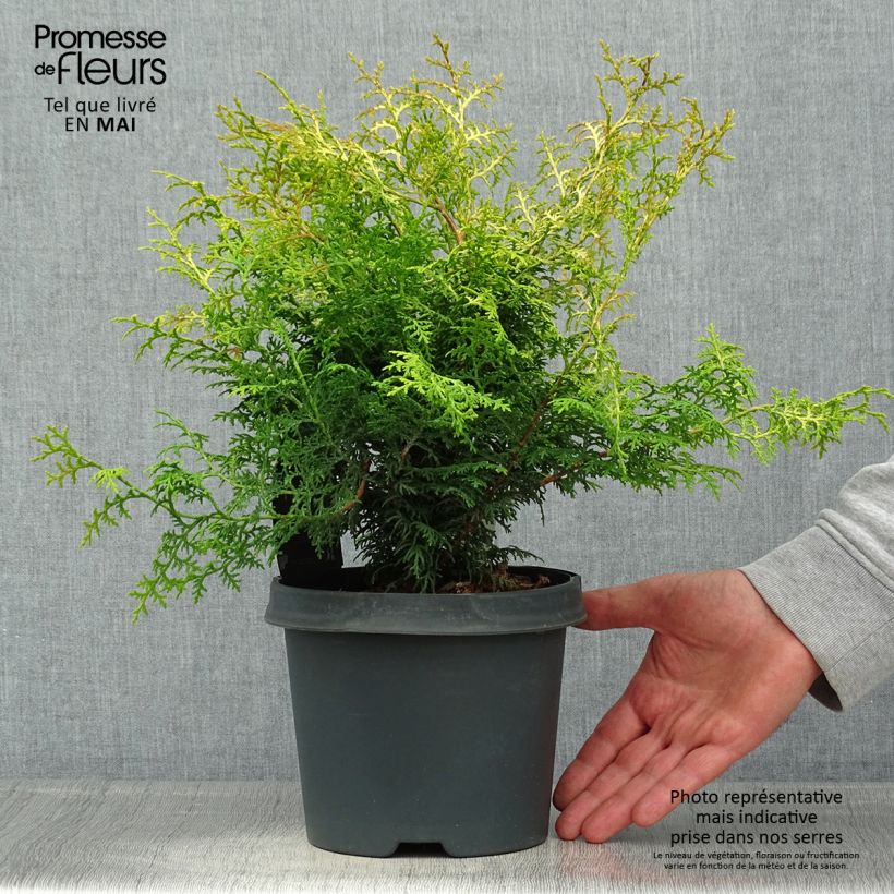 Spécimen de Cyprès hinoki du Japon - Chamaecyparis obtusa Lucas Pot de 2L/3L tel que livré au printemps