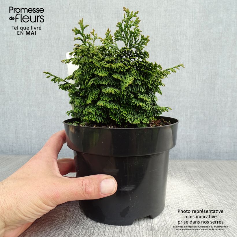Spécimen de Cyprès hinoki du Japon - Chamaecyparis obtusa Maureen en pot de 2L/3L tel que livré au printemps