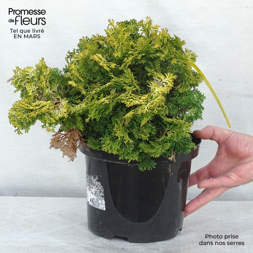 Spécimen de Cyprès hinoki du Japon - Chamaecyparis obtusa Maureen en pot de 4L/5L tel que livré au printemps