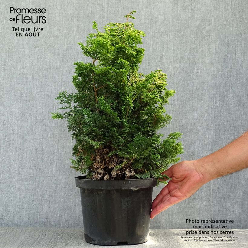 Spécimen de Cyprès hinoki du Japon - Chamaecyparis obtusa Maureen Pot de 4L/5L tel que livré en été