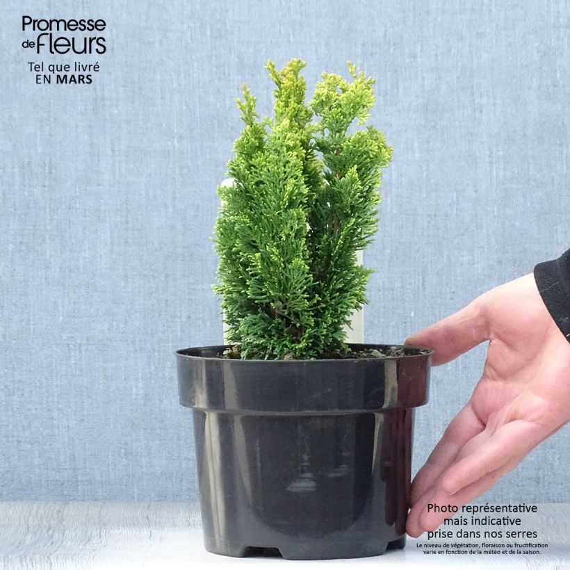 Spécimen de Cyprès hinoki du Japon - Chamaecyparis obtusa Meroki Twin tel que livré en printemps