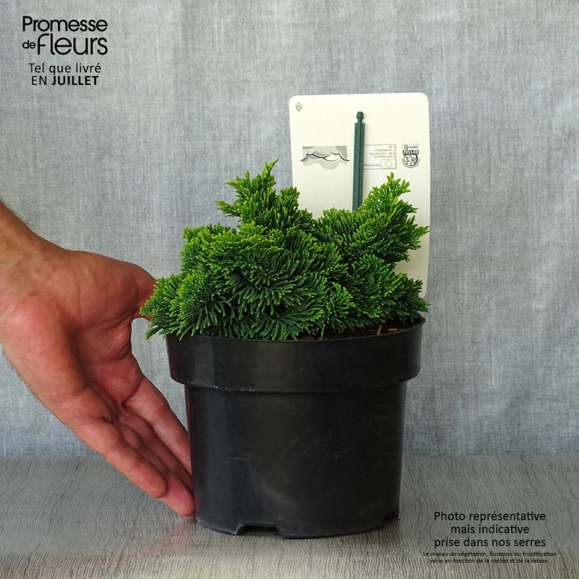 Spécimen de Cyprès hinoki du Japon - Chamaecyparis obtusa Nana Aurea Pot de 2L/3L tel que livré en été