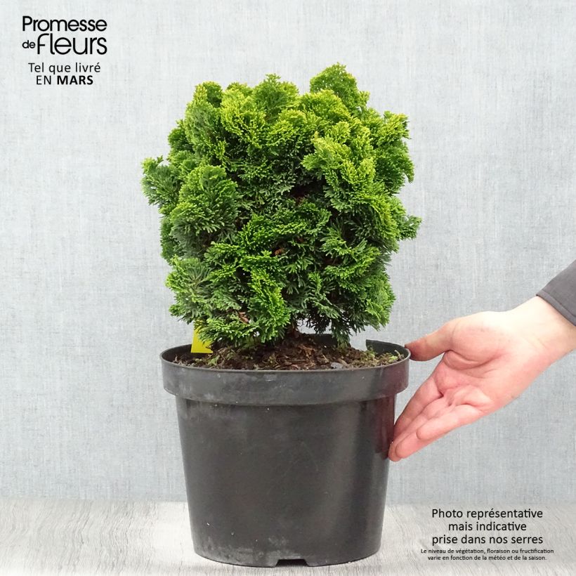 Spécimen de Cyprès hinoki du Japon - Chamaecyparis obtusa Nana Aurea en pot de 7,5L/10L tel que livré au printemps