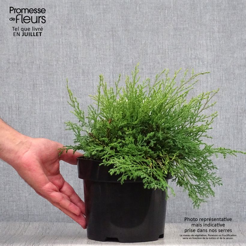 Spécimen de Cyprès rampant de Sibérie - Microbiota decussata Pot de 2L/3L tel que livré en été