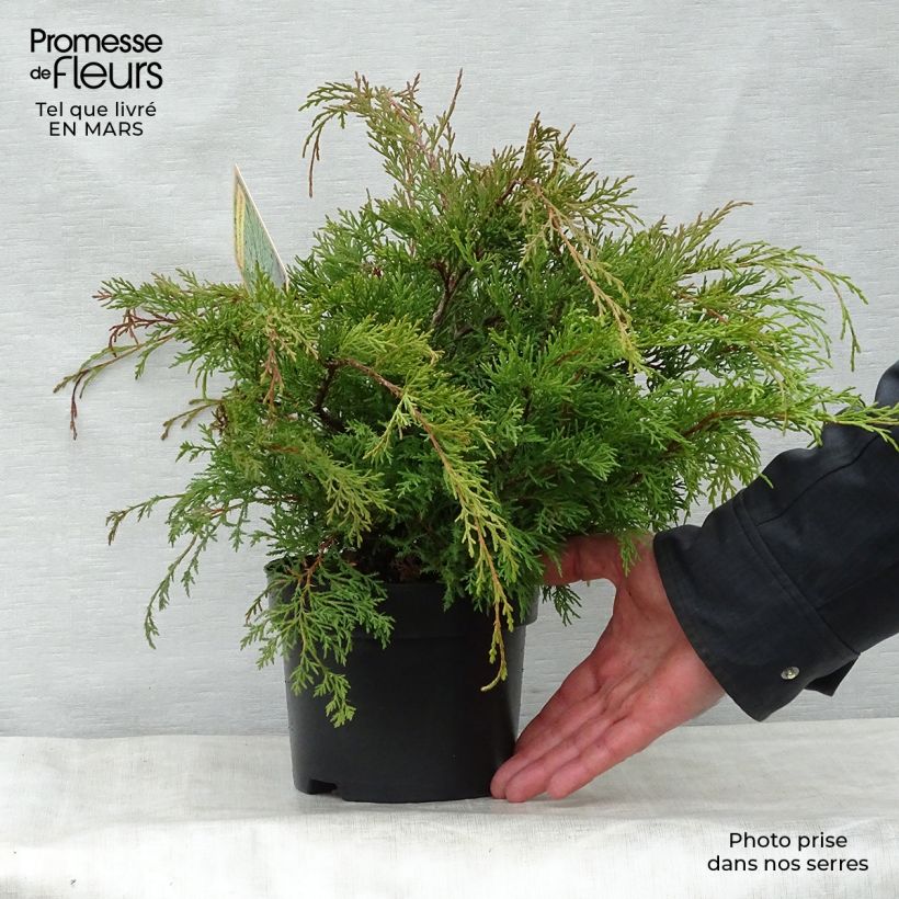 Spécimen de Cyprès rampant de Sibérie - Microbiota decussata en pot de 3L tel que livré au printemps
