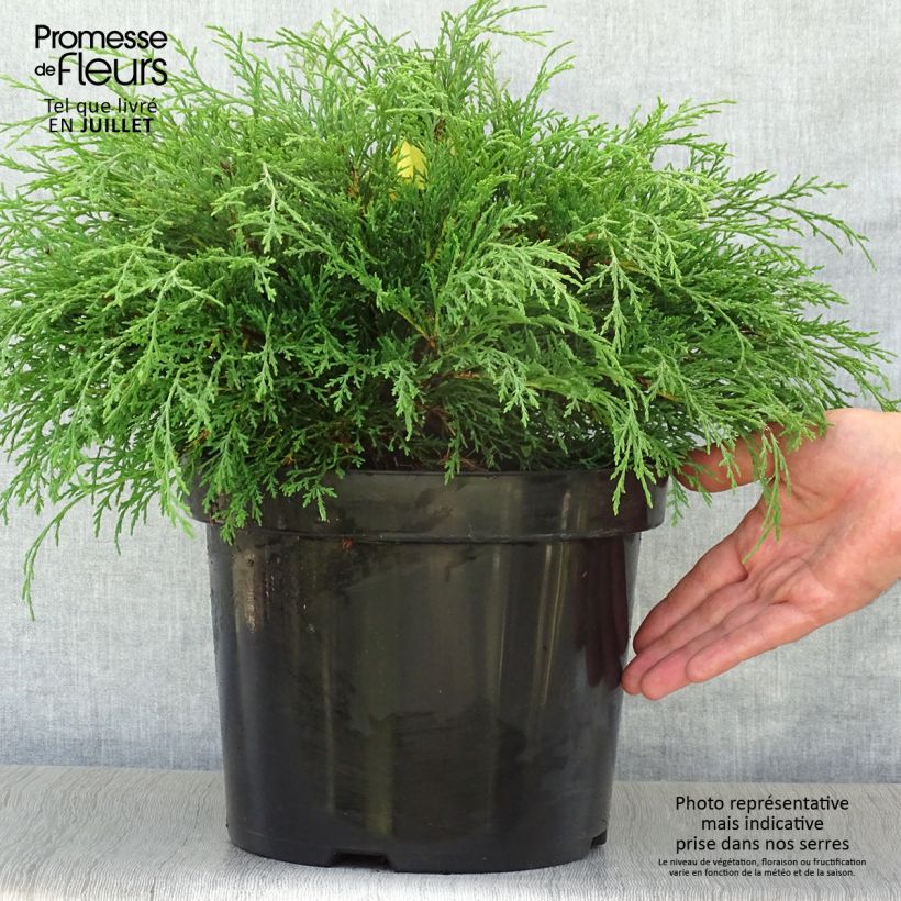 Spécimen de Cyprès rampant de Sibérie - Microbiota decussata Pot de 7,5L/10L tel que livré en été