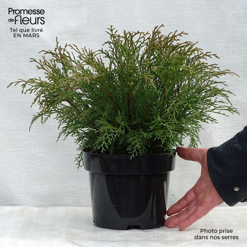 Spécimen de Cyprès rampant de Sibérie - Microbiota decussata en pot de 7,5L tel que livré au printemps