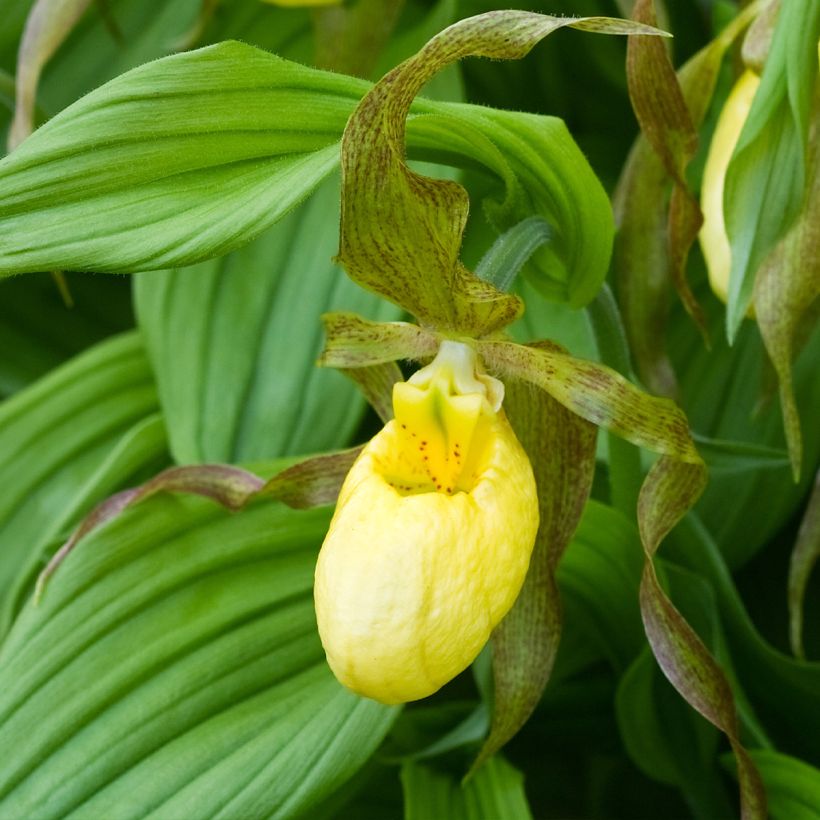 Cypripedium Kristi Lyn - Sabot de Vénus hybride (Floraison)