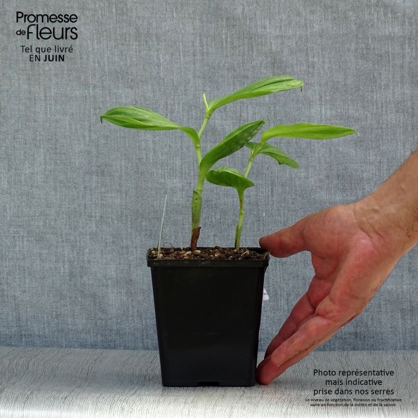 Spécimen de Cypripedium Lucy Pinkepank - Orchidée de jardin hybride, Sabot de Vénus Pot de 1L/1,5L tel que livré en été
