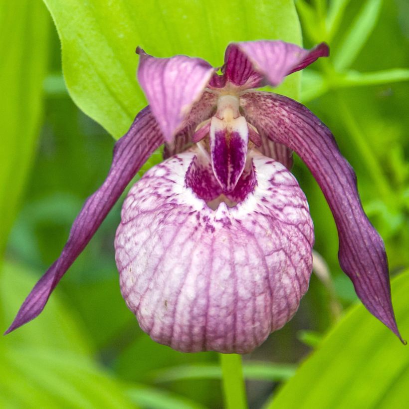 Cypripedium Lucy Pinkepank - Orchidée de jardin hybride, Sabot de Vénus (Floraison)