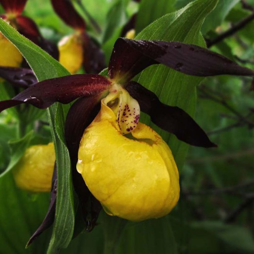 Cypripedium calceolus - Sabot de Venus (Floraison)