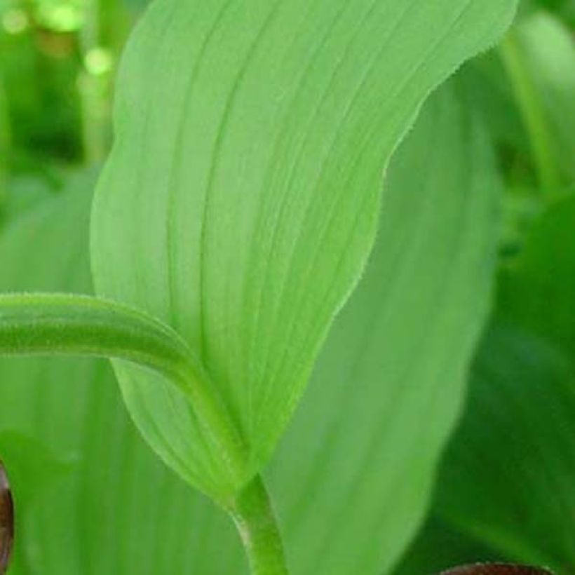 Cypripedium calceolus - Sabot de Venus (Feuillage)