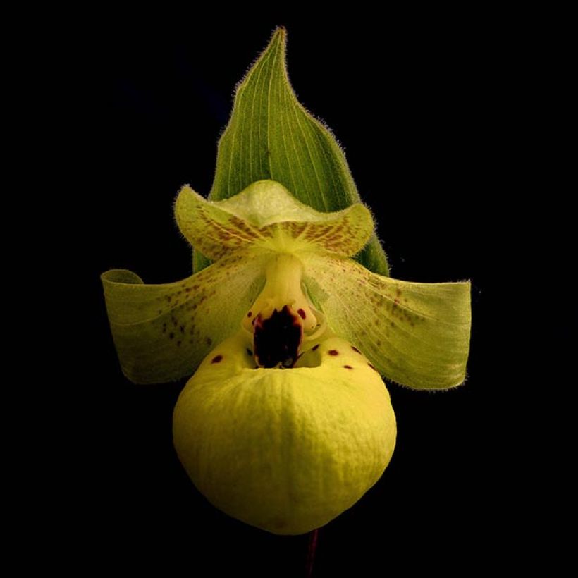 Cypripedium flavum - Sabot de Vénus jaune pâle (Floraison)