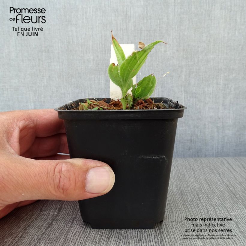 Spécimen de Cypripedium flavum - Sabot de Vénus jaune pâle Godet de 8/9 cm tel que livré en été