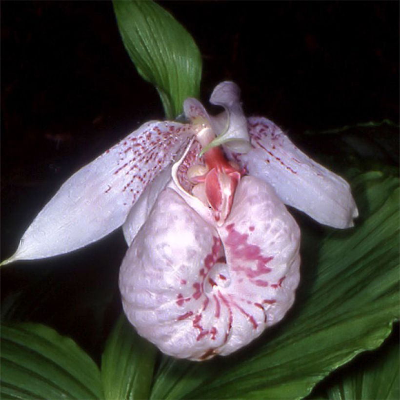 Cypripedium formosanum - Sabot de Vénus de Formose (Floraison)