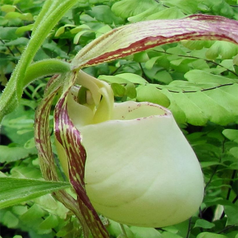 Cypripedium kentuckiense - Sabot de Vénus pourpre et ivoire (Floraison)