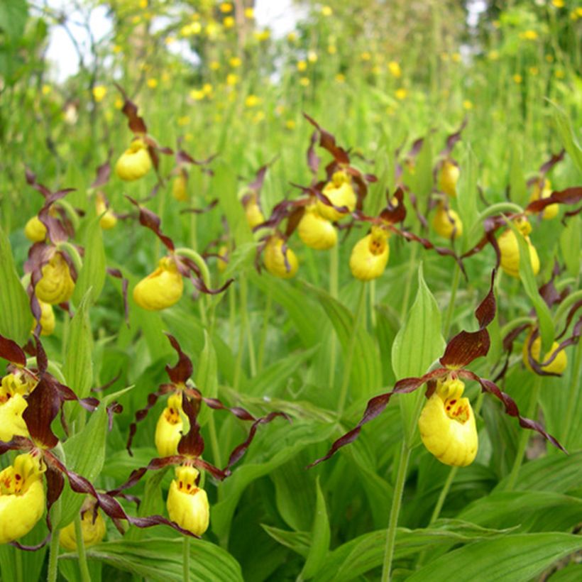 Cypripedium parviflorum var. parviflorum - Sabot de Venus (Port)