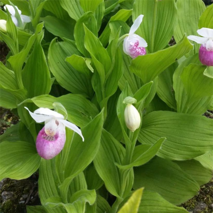 Cypripedium reginae - Sabot de Venus (Feuillage)