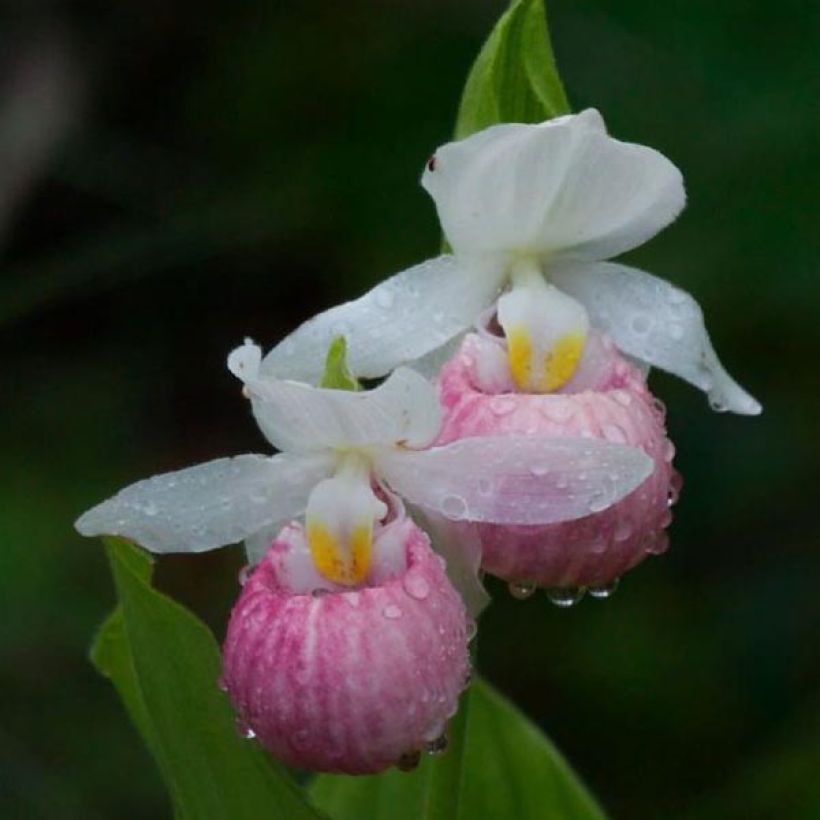 Cypripedium reginae - Sabot de Venus (Floraison)