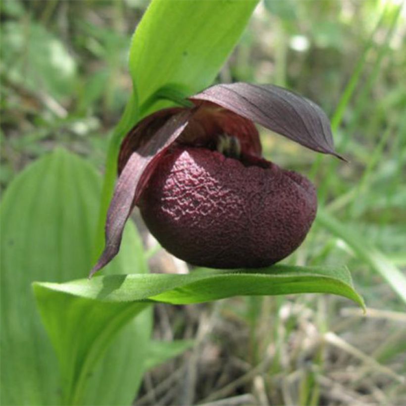 Cypripedium smithii - Sabot de Vénus rouge pourpre (Floraison)