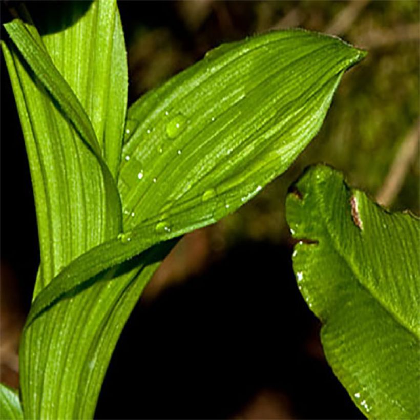 Cypripedium tibeticum - Sabot de Vénus rouge pourpre (Feuillage)