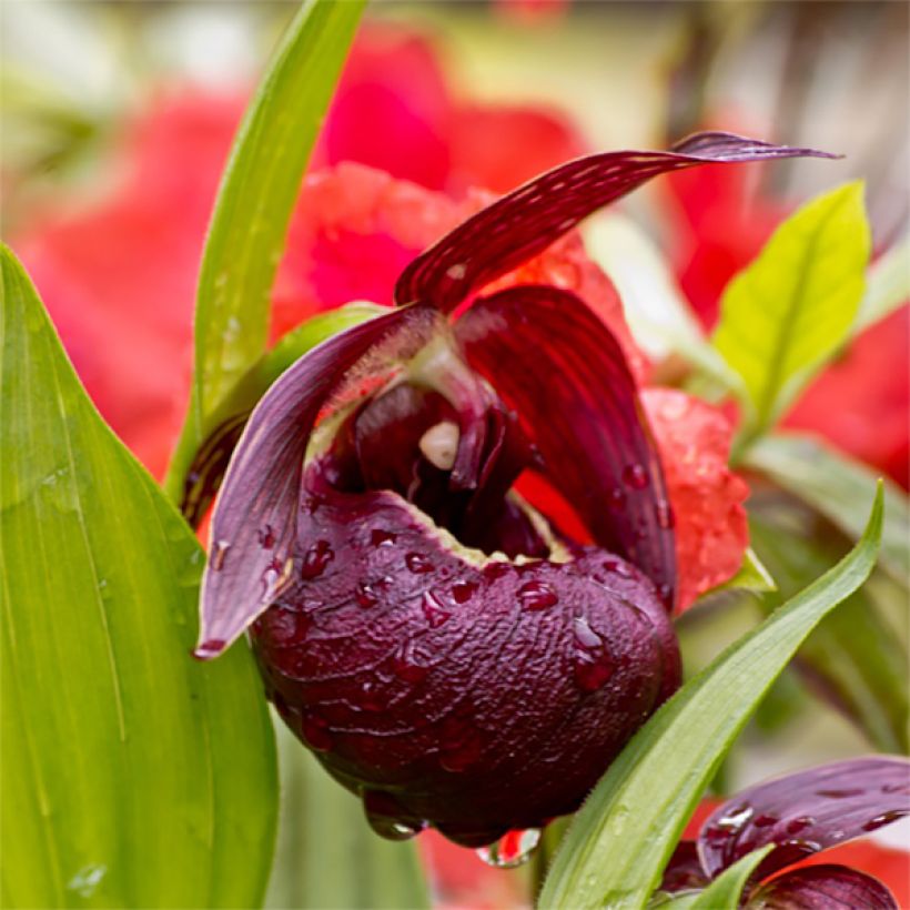 Cypripedium tibeticum - Sabot de Vénus rouge pourpre (Floraison)