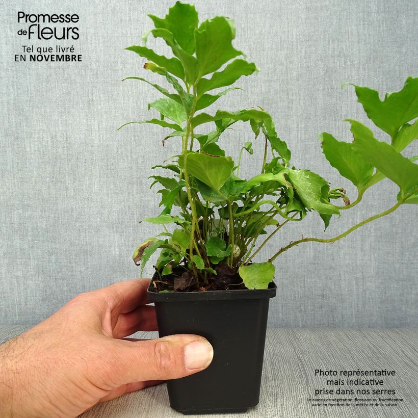 Spécimen de Cyrtomium falcatum - Fougère persistante Godet de 8/9 cm tel que livré en automne