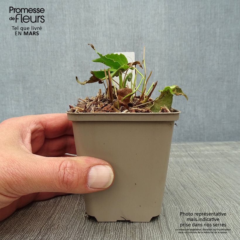 Spécimen de Cyrtomium falcatum - Fougère persistante - Godet de 9cm tel que livré au printemps