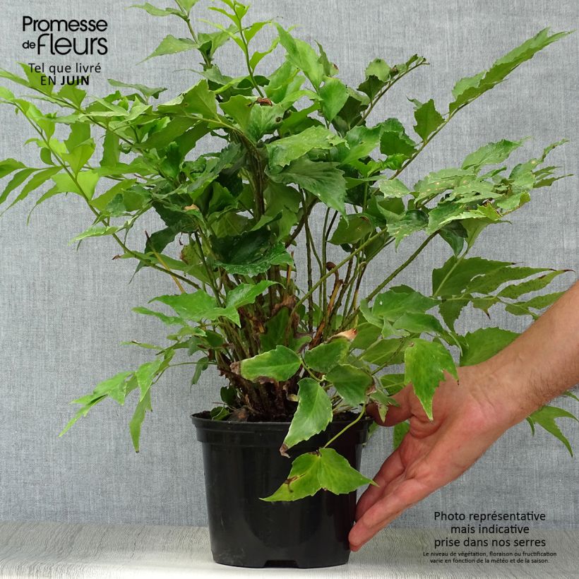 Spécimen de Cyrtomium falcatum - Fougère persistante Pot de 2L/3L tel que livré en été