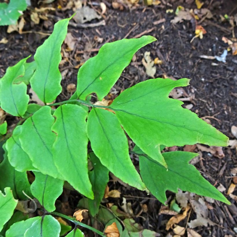 Cyrtomium fortunei - Fougère persistante (Feuillage)