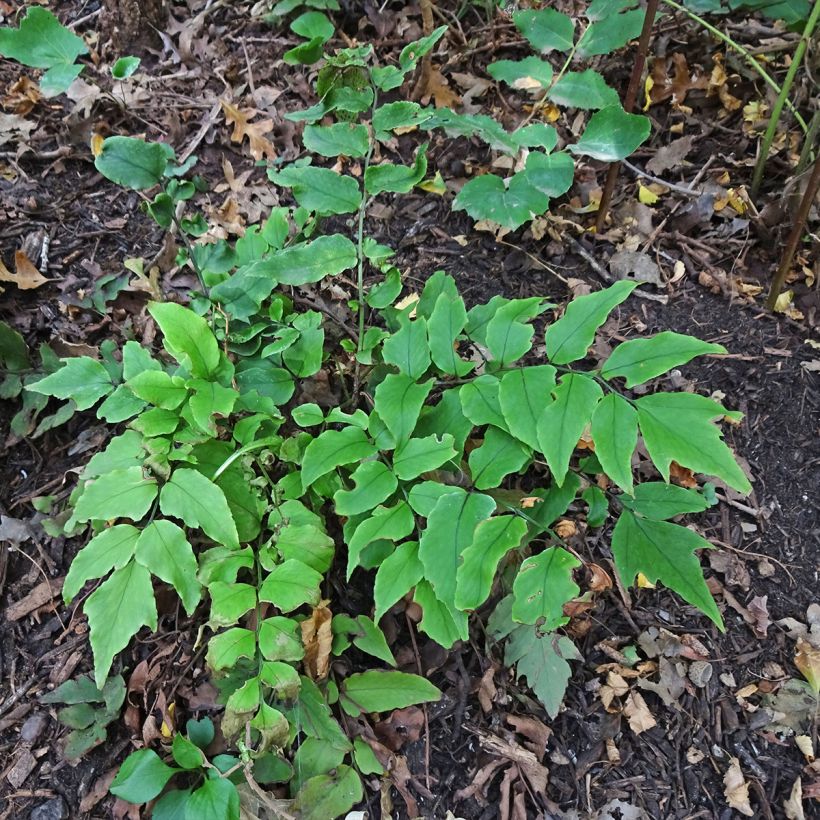 Cyrtomium fortunei - Fougère persistante (Port)