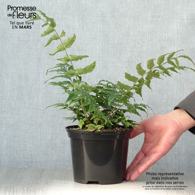 Spécimen de Cyrtomium fortunei - Fougère persistante - Pot de 2L tel que livré au printemps