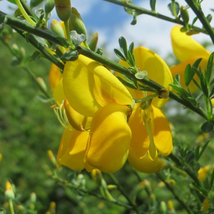 Genêt - Cytisus Golden Sunlight (Floraison)