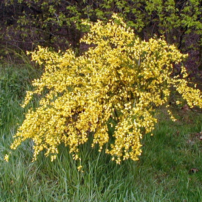 Genêt - Cytisus Golden Sunlight (Port)