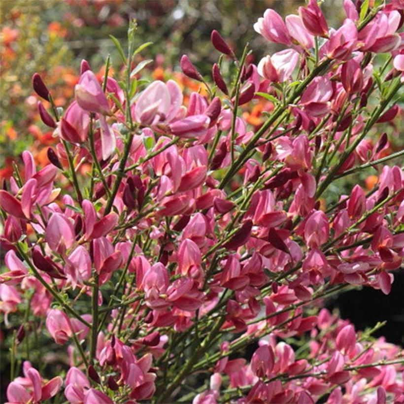 Genêt - Cytisus Hollandia (Floraison)