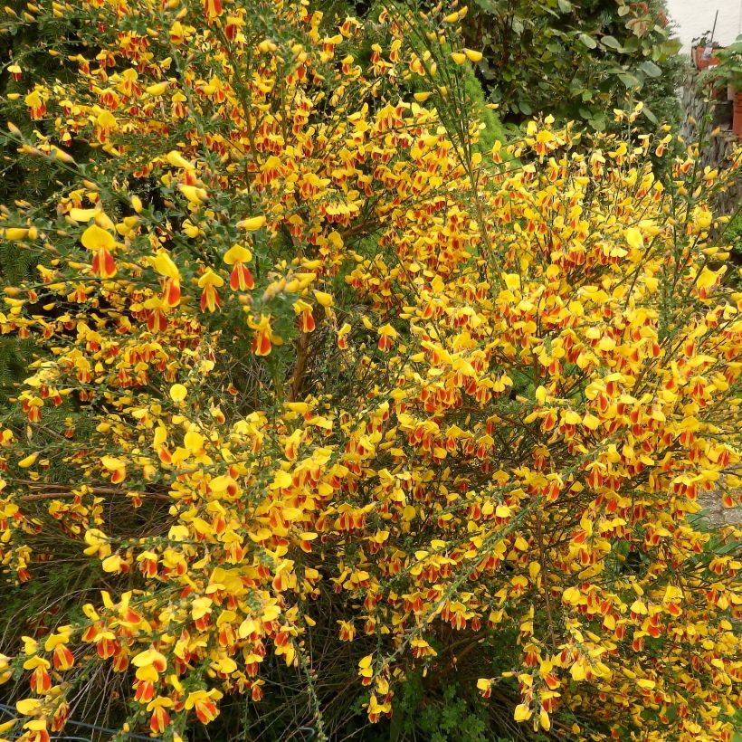 Genêt - Cytisus scoparius Palette (Floraison)
