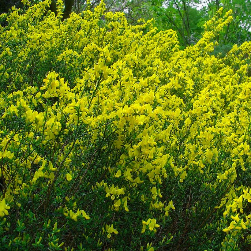 Cytisus decumbens - Genêt rampant (Floraison)