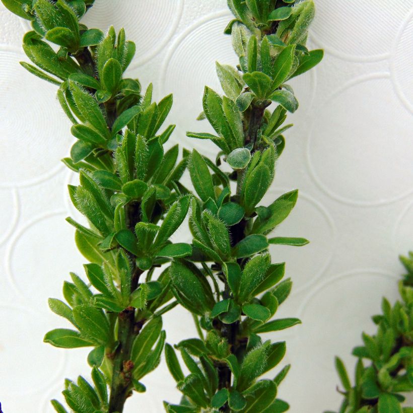 Cytisus decumbens - Genêt rampant (Feuillage)