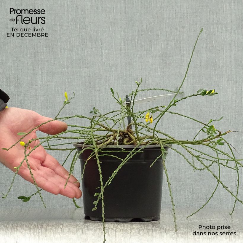 Spécimen de Cytisus decumbens - Genêt rampant tel que livré en hiver