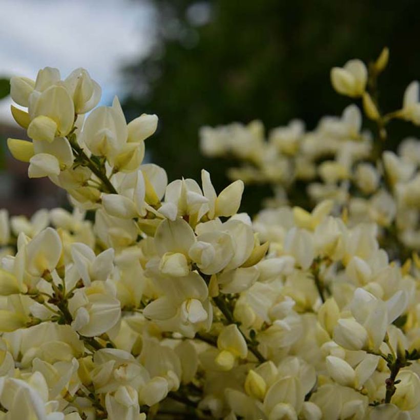 Genêt rampant - Cytisus kewensis (Floraison)