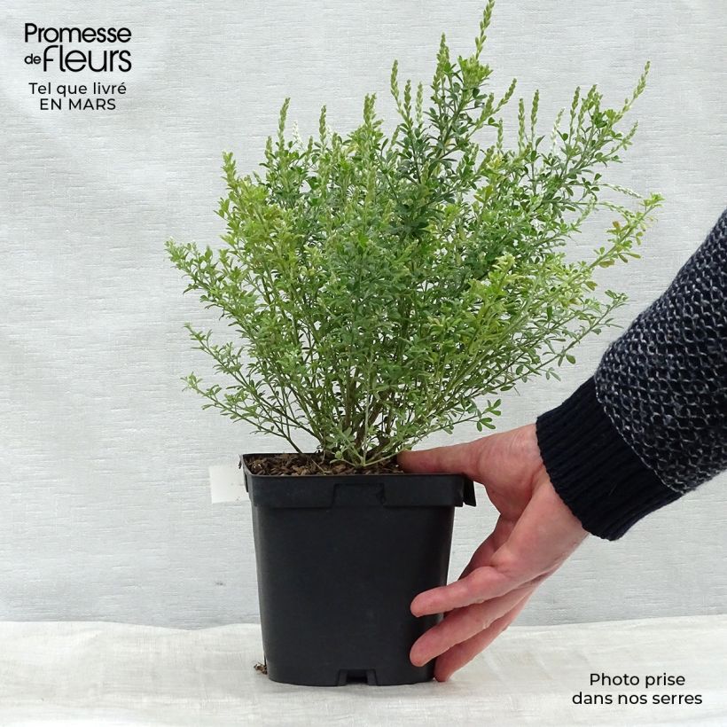 Spécimen de Cytisus racemosus Phebus - Genêt de Tenerife tel que livré au printemps