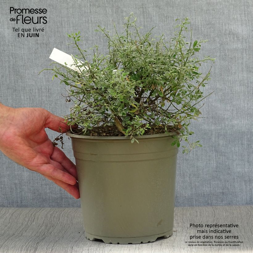 Spécimen de Cytisus racemosus Phebus - Genêt de Tenerife Pot de 4L/5L tel que livré en été